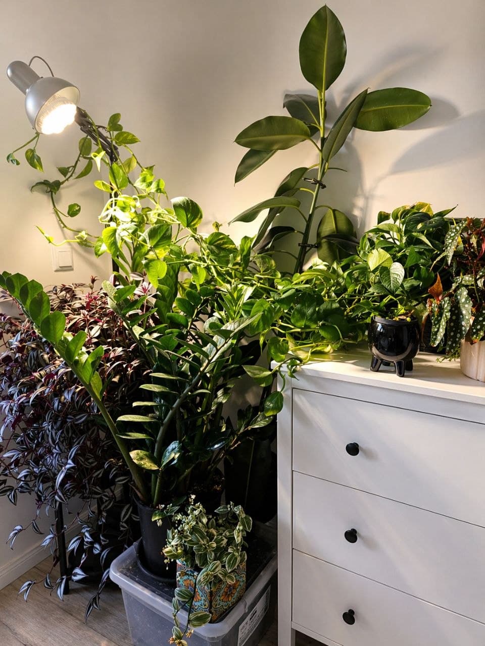 Grow light above houseplants