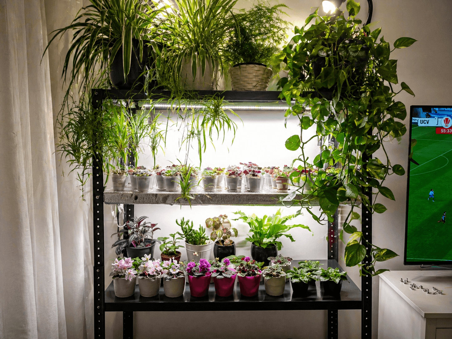 The Fertilisers and Biostimulants I Use — and Why the Difference Matters — RootsFit Studio
