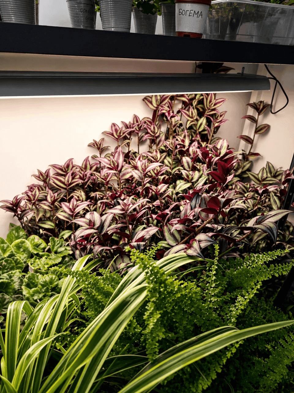 Indoor plants cared for by RootsFit Studio