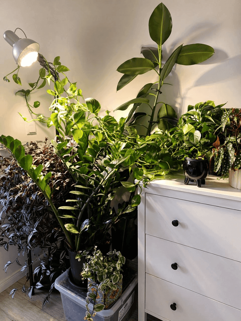 Houseplants growing under a plant light